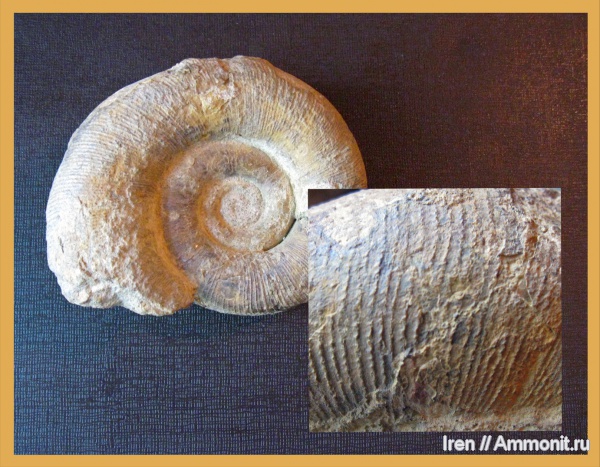 Biasaloceras