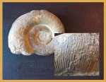 Biasaloceras