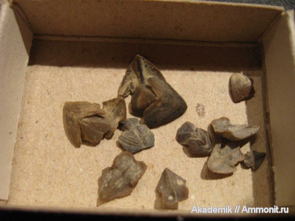наутилоидеи, ринхолиты, Akidocheilus, Akidocheilus (Planecapula), Akidocheilus (Planecapula) infirus