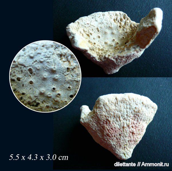 мел, губки, беспозвоночные, VERRUCULINIDAE, Cretaceous