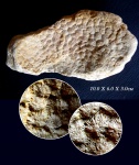 Hexagonaria Hexagonaria