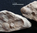 Corbula carianta Corbula carianta