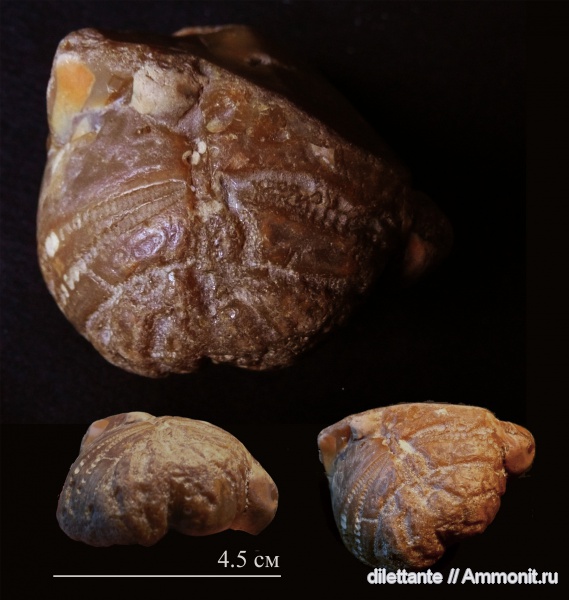 морские ежи, иглокожие, беспозвоночные, верхний мел, Upper Cretaceous