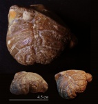 Cardiaster granulosus? Cardiaster granulosus?