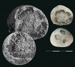 Microspongia sphaeroidalis (Duncan)