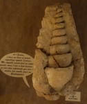 Cerithium Cerithium