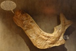 Cladocyclus, Апт,Бразилия