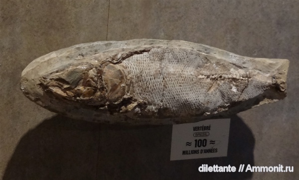 мел, рыбы, музеи, Rhacolepis, Cretaceous, fish