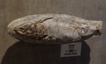 Rhacolepis, Бразилия, Мел