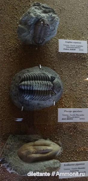 трилобиты, ордовик, Asaphus, музеи, Phacops, Ectillaenus, Ordovician