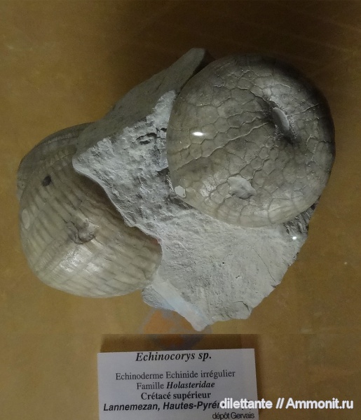 музеи, Echinocorys