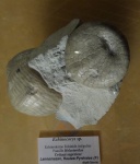 Echinocorys sp., Франция