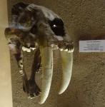 Smilodon californicus, США.Муляж черепа Smilodon californicus, США.Муляж черепа