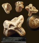 Guettardiscyphia distarilobata