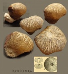 Siphonia