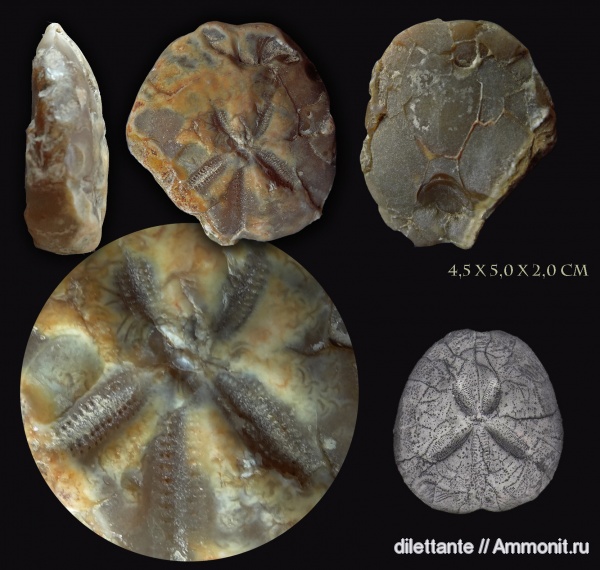 морские ежи, иглокожие, беспозвоночные, верхний мел, Upper Cretaceous