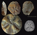 Diplodetus bucardium (Goldfuss,1829) ?