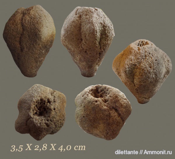 мел, губки, беспозвоночные, Hallirhoa costata, Hallirhoa, Cretaceous