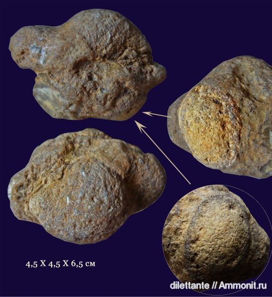 Hallirhoa costata, Demosponges, Alcyonées, Hallirhoidae