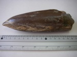 Белемнит