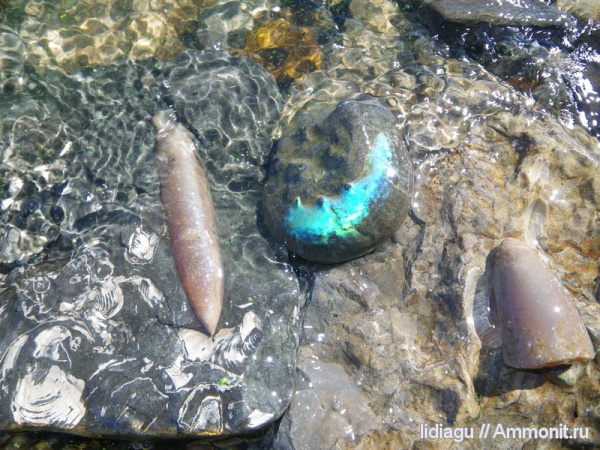 аммониты, белемниты, юра, двустворки, Ammonites, Jurassic, belemnites