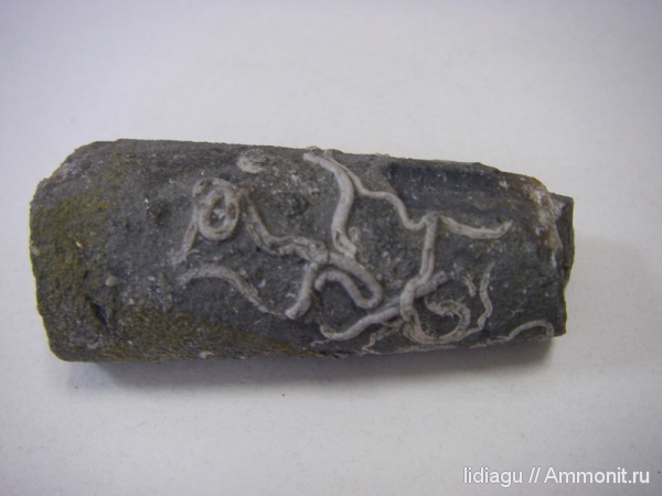 белемниты, юра, Serpula, Jurassic, belemnites