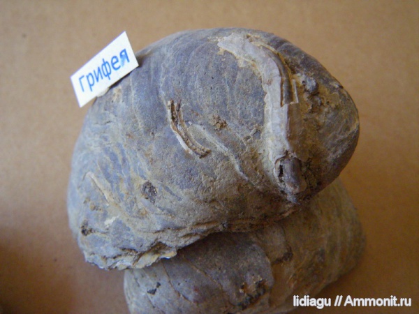 мел, Serpula, грифеи, Gryphaea, Cretaceous