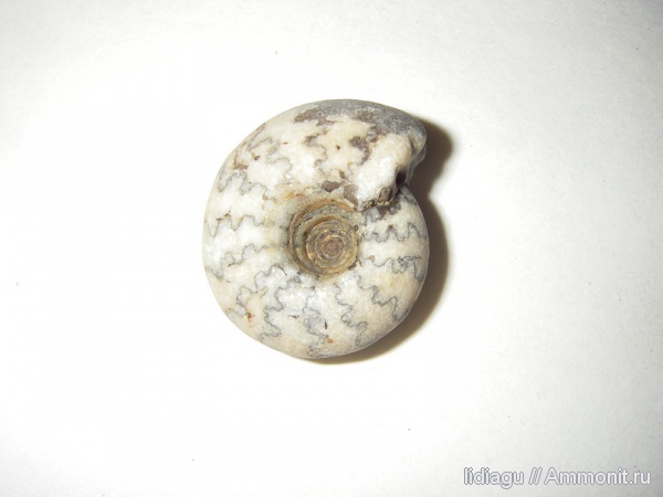 юра, Craspedites, Jurassic