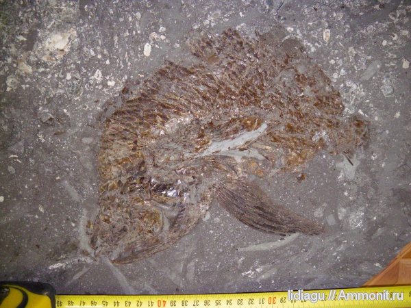 рыбы, fish