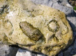 Кораллы