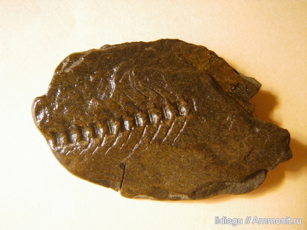 рыбы, fish