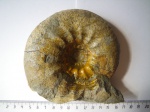 Аммонит Craspedites раrakaschpuricus