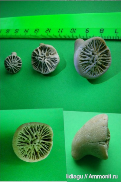 Scleractinia