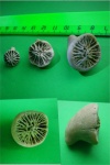 Одиночные кораллы