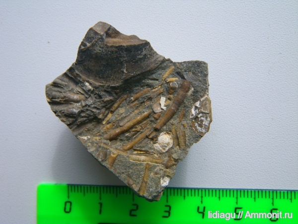 лопатоногие моллюски, нижний мел, баррем, Dentalium, Barremian, Lower Cretaceous