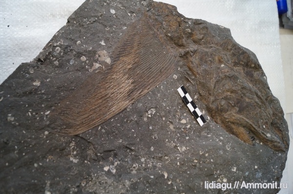 Pachycormus