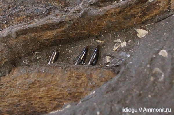 Pachycormus