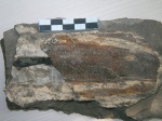 Trachyteuthis