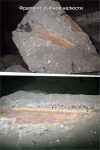 Рыбы