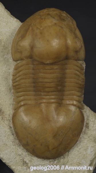 Illaenus