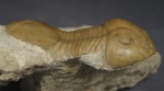 Illaenus oblongatus (Angelin, 1854)