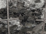 растительность