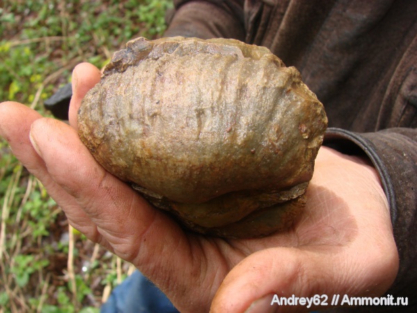 Gigantoproductus