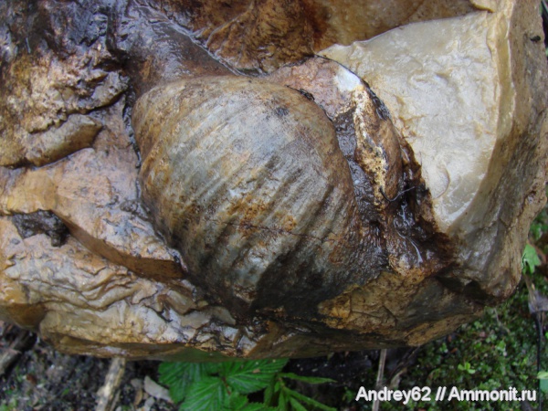 Gigantoproductus