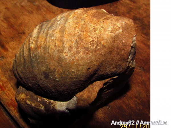 Gigantoproductus