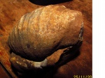 Gigantoproductus