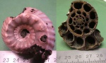 Erymnoceras