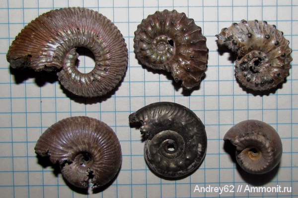 Kosmoceras, Funiferites, Erymnoceras, Brightia, Erymnoceras coronatum, Kosmoceras proniae, Funiferites patruus, Brightia davitaschvilii