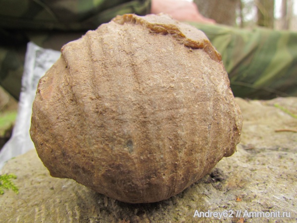 Gigantoproductus