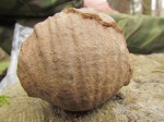 Gigantoproductus